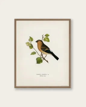 "Eurasian Bullfinch" Art Print